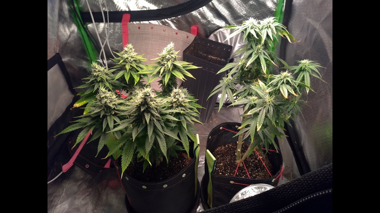 13 Semanas - pH da água da rega descalibrado + overfert