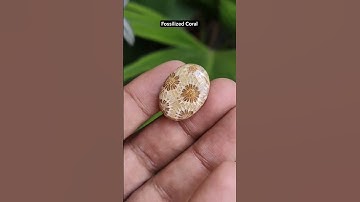 Fossilized Coral Gemstone | #Gemstone #Minerals #Crystal #Stones #Shorts #Coral