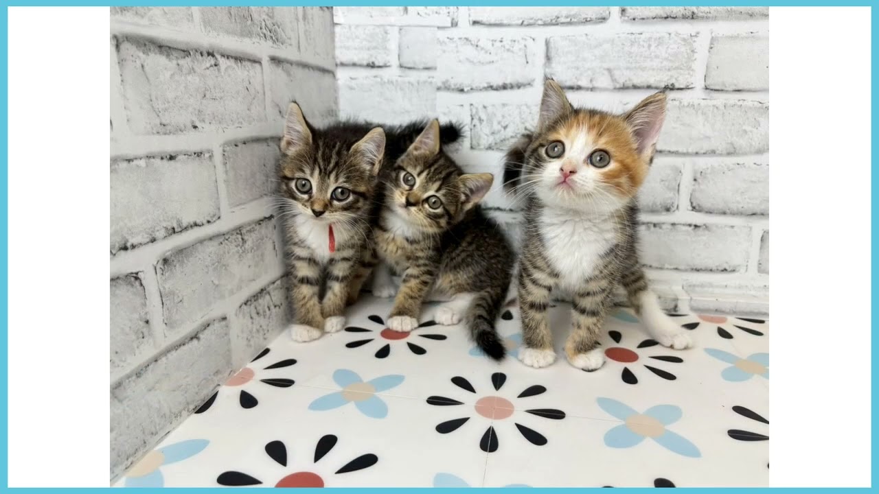 757839 MIX（猫） - YouTube