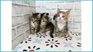 757839 MIX（猫） - YouTube