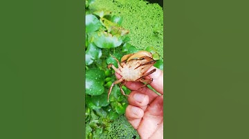 Bèo tấm là thức ăn chính cho cua đồng