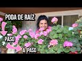 Aprende a cuidar tus￼ geranios  | FACIL Y SEGURO PARA TUS PLANTAS