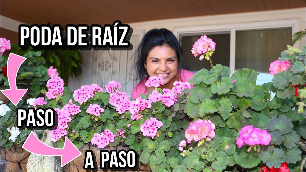 Aprende a cuidar tus￼ geranios  | FACIL Y SEGURO PARA TUS PLANTAS