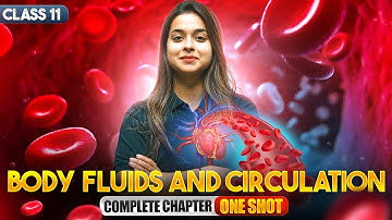 Body Fluids and Circulation Class 11 One Shot | Class 11 Biology Full Chapter Revision| CBSE 2025-26