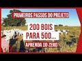 200 para 500 BOVINOS DE CORTE - PROJETO em ANDAMENTO - PASTEJO ROTACIONADO ADUBADO e IRRIGADO #2