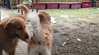 Our puppies are all grown up dogs now. Bunjie n Amber Golden Retriever Dogs update Dec 2023 vlog