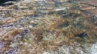 COMANCHE CROSSING OSMO