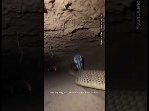 Этот мужчина установил камеру на голову кобры шорты Yunus Shortss 