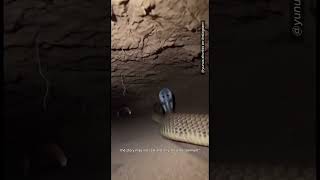 This Man Installed A Camera On A Cobras Head .Shortss