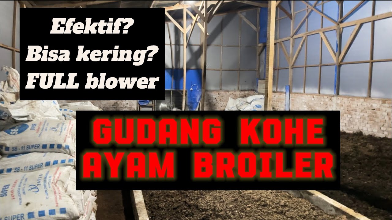 Gudang Kohe / kotoran ayam broiler kandang rak koloni