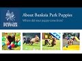 Banksia park puppies  where did your puppy come from