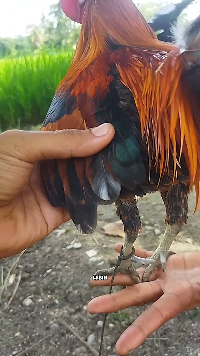 Pikat Ayam Hutan punya banyak kelebihan