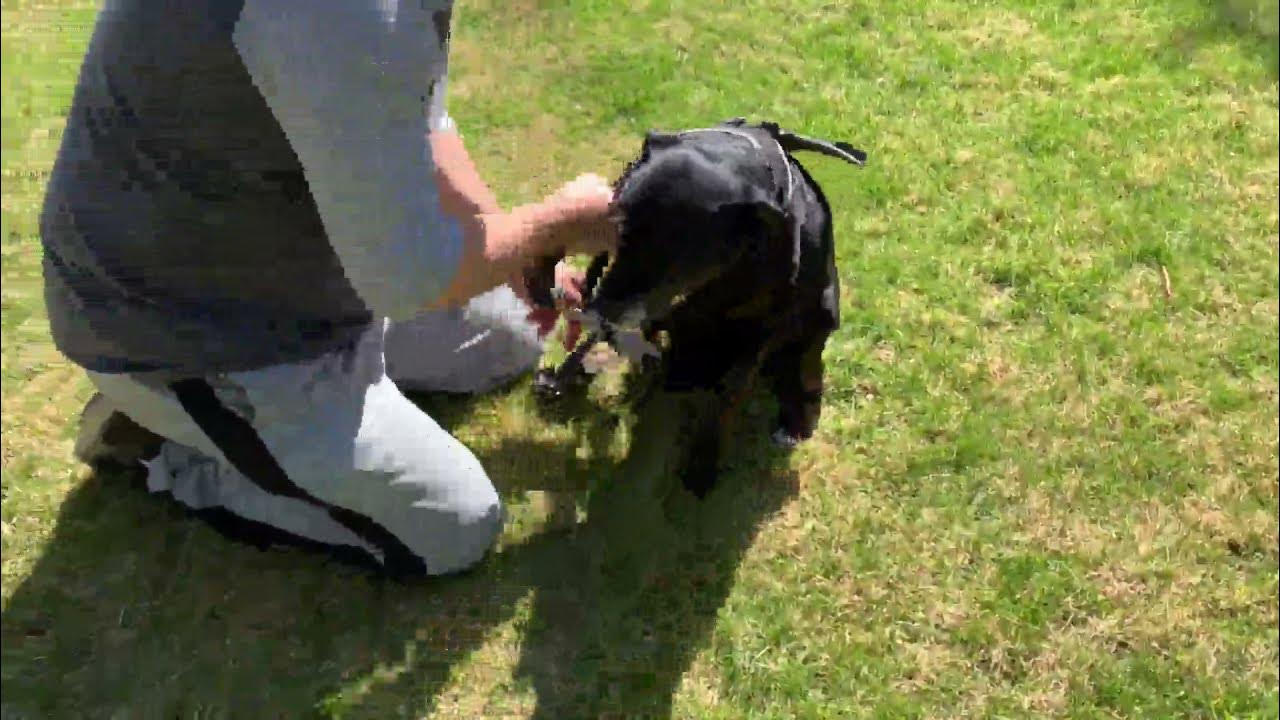 BELPRO Multi Use Support Dog Harness, Escape Proof No Pull Reflective