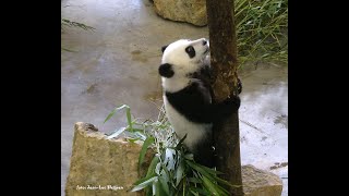 Lang Yue climbs a pole