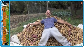 Мотоблок МТЗ и рекордный урожай картофеля, жизнь в деревне