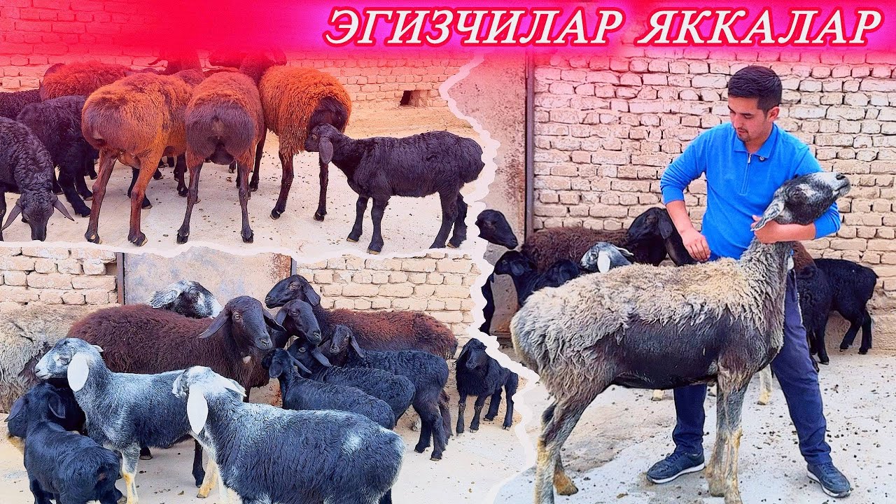 БАРАКАЛИ БУ ҚЎЙЛАР ҚЎЗИЛАРИ ТЕЗ БЎЙЛАР