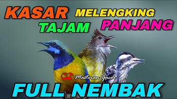 CUCAK JENGGOT VS CUCAK CUNGKOK VS PELATUK BERAS/SAMPIT TEMBAKAN KASAR PANJANG COCOK BUAT MASTERAN