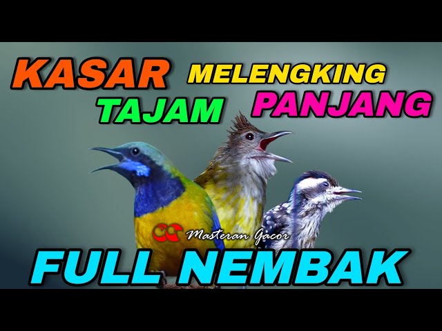 CUCAK JENGGOT VS CUCAK CUNGKOK VS PELATUK BERAS/SAMPIT TEMBAKAN KASAR PANJANG COCOK BUAT MASTERAN class=