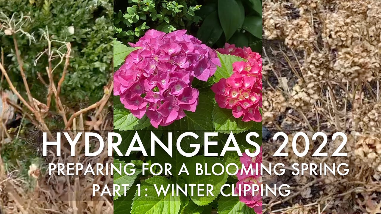 Hydrangeas 2022 - Winter Clipping to Prepare For Spring Blooms