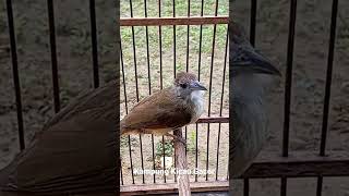 kapas tembak bunyi suka-suka full isian kapas tembak gacor siap pancing emosi lawan mantap gacor