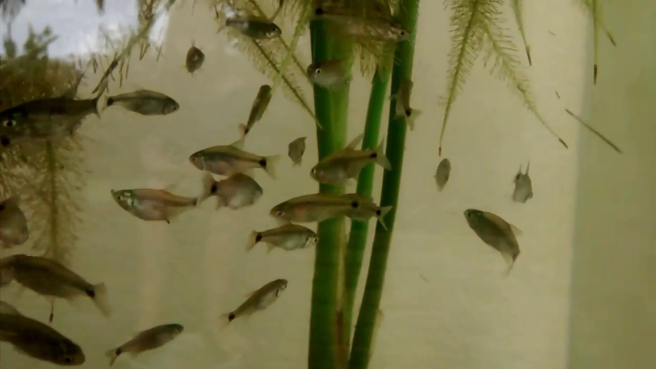 Acuario con peces autóctonos 2015