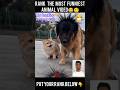 Rank The Most Funniest Animal video😂🤨 #animals #funny #pets #cat #dog #shorts #trending #viral #ai
