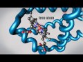 What is a protein learn about the 3d shape and function of macromolecules