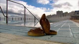 Tiny Snek Nature Doentary Le Wet Boi