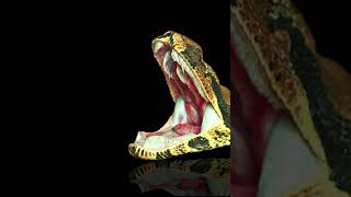 Biologia do ARK - Titanoboa #arksurvivalascended #dinossauro #jogo #reptil #cobra #titanoboa