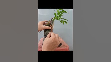 Góc Bonsai - Hướng dẫn tạo một cây bonsai ôm đá đơn giản.  #bonsaitree #bonsai #gocbonsai