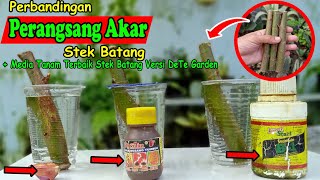 Eksperimen 3 perangsang akar untuk stek batang - DeTe Garden