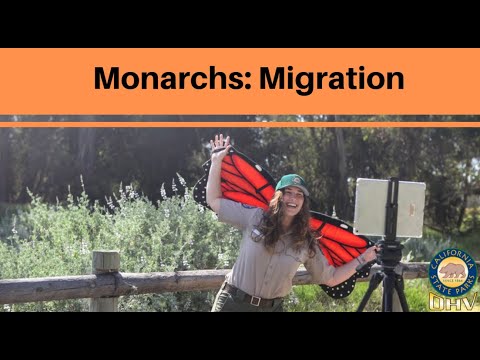 Monarchs: Migration