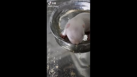 Dúi trung quốc | Dúi mốc đại | Dúi bạch tạng những ngày đầu tiên | Chuột Tre 360