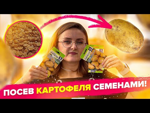 ПОСЕВ КАРТОФЕЛЯ СЕМЕНАМИ! Легко и просто!