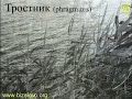 Сергій Тороп "Очерет" (Phragmites)