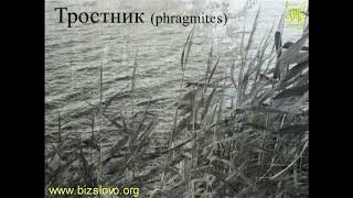 Сергій Тороп &quot;Очерет&quot; (Phragmites)