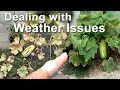 Growing Zucchini & Squash Tips on Weather Powdery Mildew  Container Gardening Producing TONS of FOOD