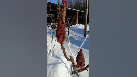 Зимовка Сумаха Диссекта».#хайпсад #уходзасадом1 #сумах #обрезкасада # #дача #работывсаду