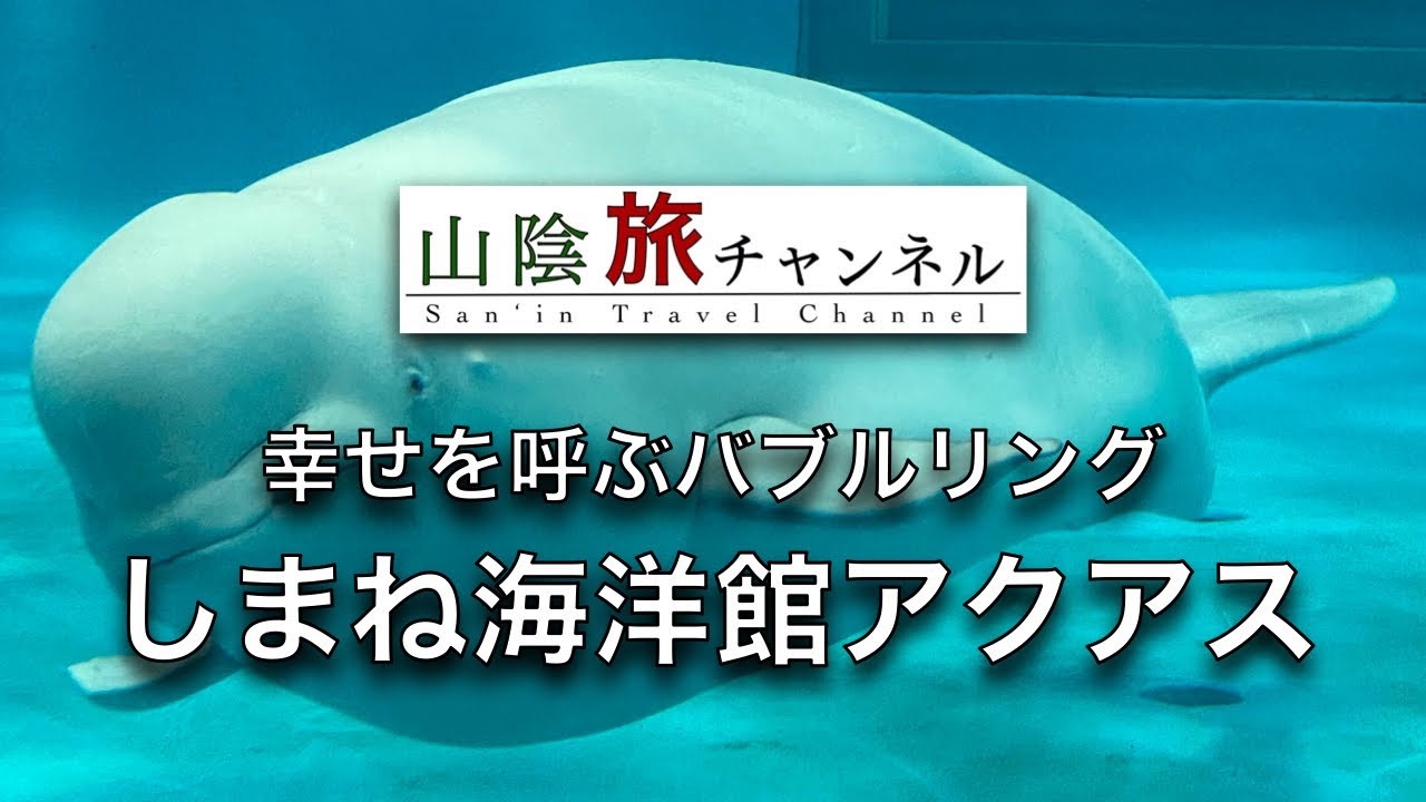 しまね海洋館アクアス シロイルカのパフォーマンスが大人気 Shimane Aquarium The Performance Of Beluga Whales Is Very Popular Youtube