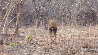 Lion charges tourists on walking safari tour in Kruger National Park