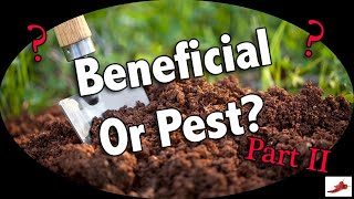 Celebrity Beneficial Bug or Pest? Part 2 - How to tell the difference and what to do about both. Profile