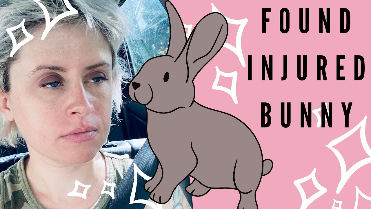Rescue Injured Bunny 🐰 Helping Bunny that’s Been Hit By A Car 