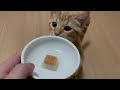 ちゅ〜るアイスに昇天しちゃう子猫が可愛いすぎる