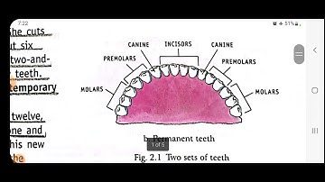 Teeth and microbes , chapter 2 , Leaving Science , class 4