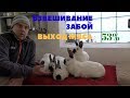 Выход мяса калифорнийского кролика в 90 дней