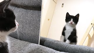 【挙動不審】初めて鏡を見た子猫
