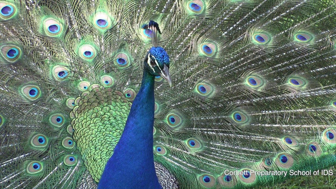 Peacock lays eggs for Mother's Day at Corbett Prep (2019) YouTube