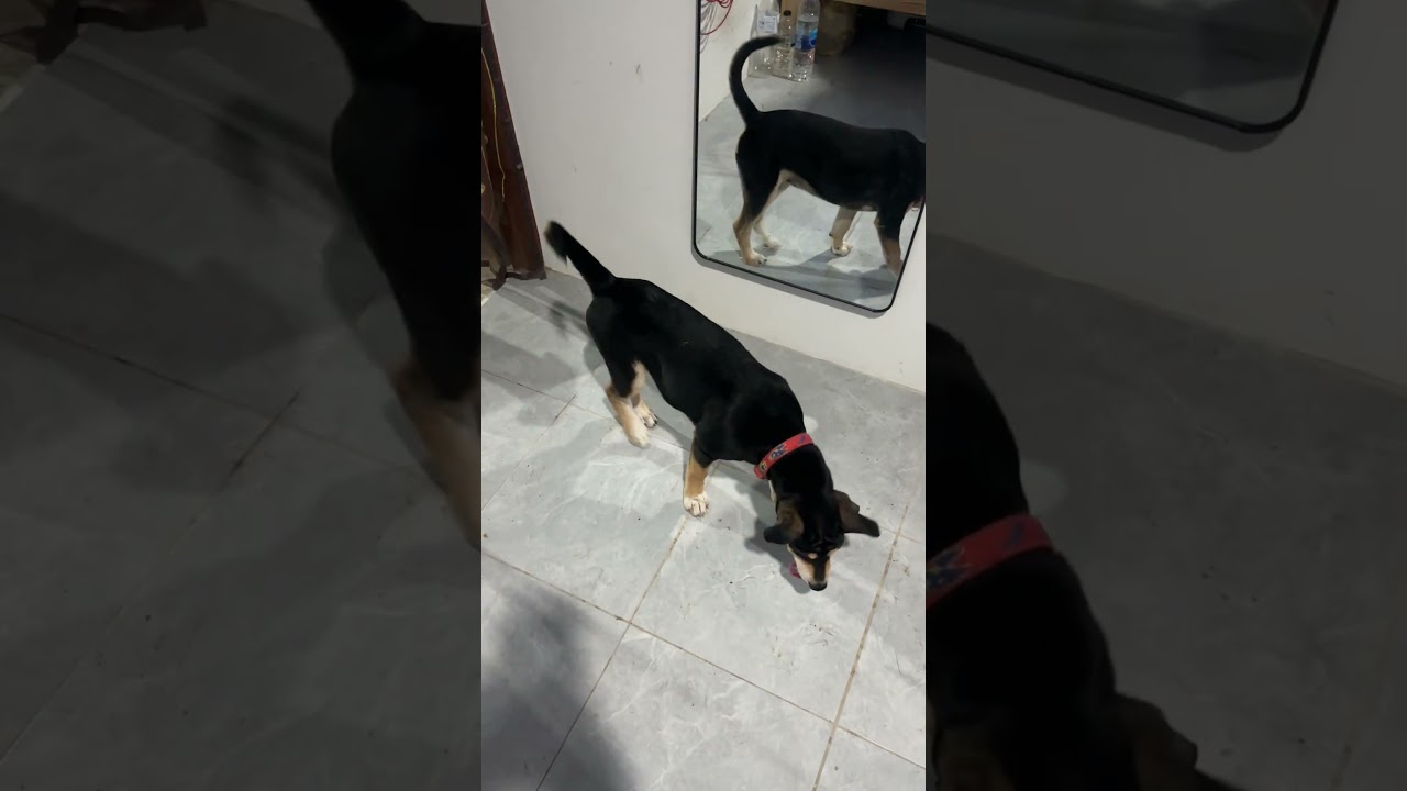 соседки два щенка были по размеру как Чаки за 3 месяца выросли сильно 🙂👍🏻