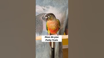 How to Potty Train a Green Cheek Conure Potty Training a Parrot