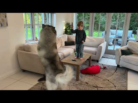 Adorable Baby Boy Plays With His Cat But Dog Has Other Ideas! (Cutest Ever!!)